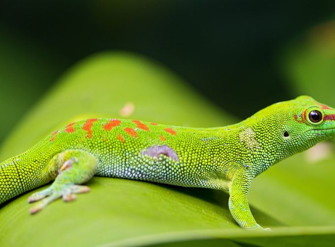Wallpaper Gecko, reptile, green, 4k, Animals 8191816505